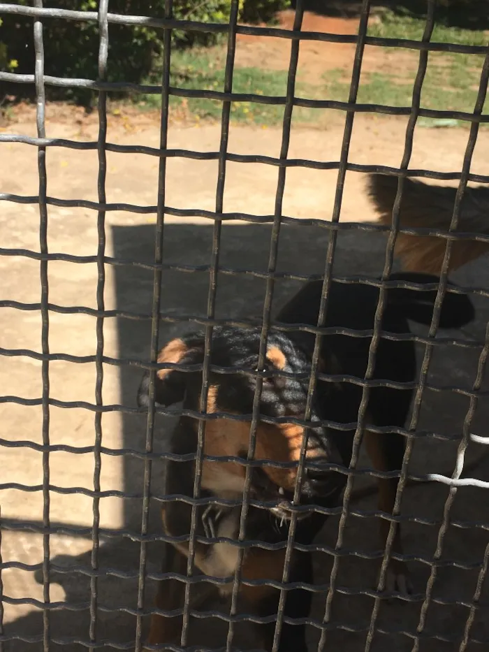 Cachorro ra a Indefinida idade 2 a 6 meses nome Sila