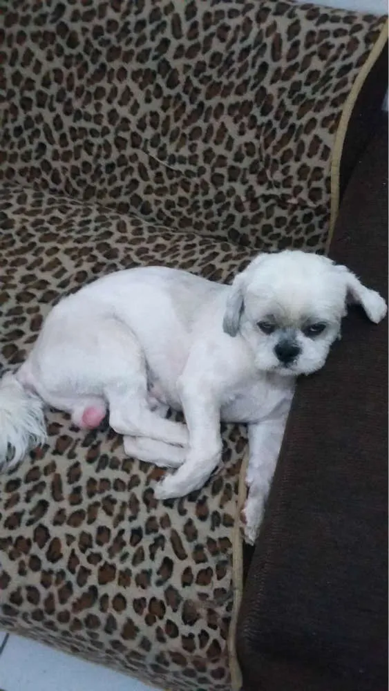 Cachorro ra a Shitzu idade 4 anos nome jack GRATIFICA