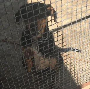 Cachorro raça Indefinida idade 2 a 6 meses nome Sila