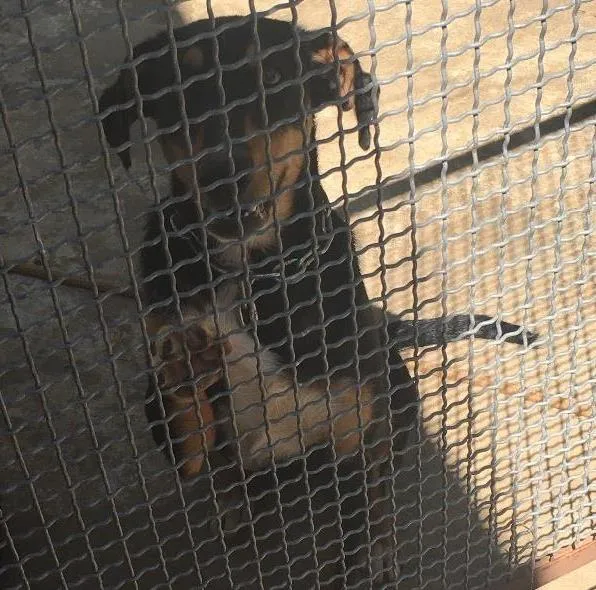 Cachorro ra a Indefinida idade 2 a 6 meses nome Sila