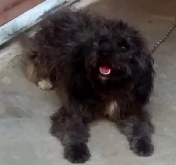 Cachorro raça Poodle  idade 7 a 11 meses nome Eva