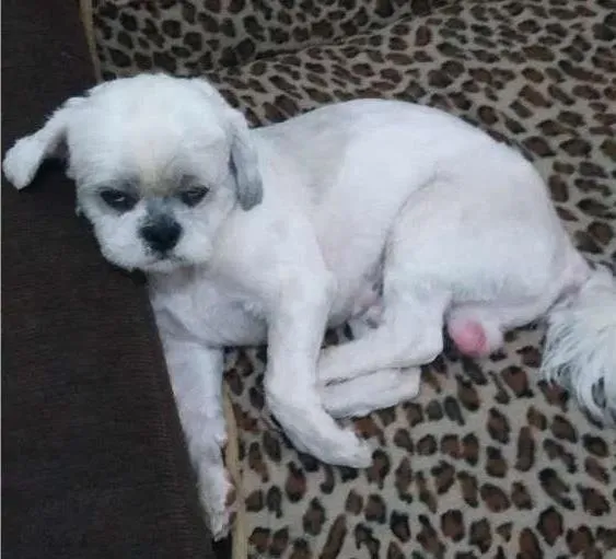 Cachorro ra a Shitzu idade 4 anos nome jack GRATIFICA