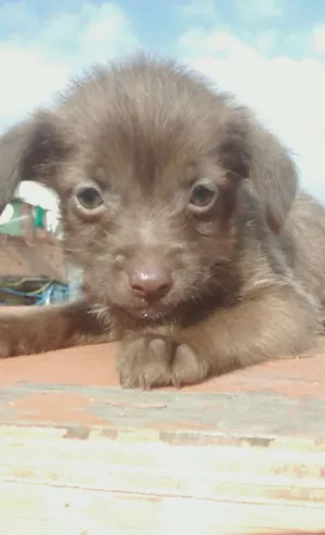 Cachorro raça Vira lata idade 2 a 6 meses nome Lindinhos