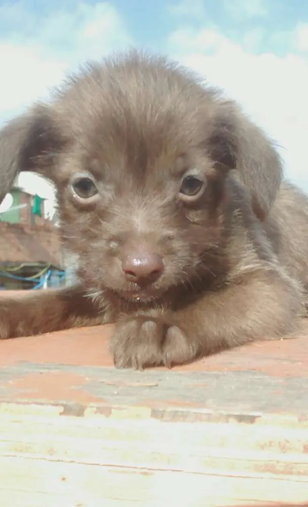 Cachorro ra a Vira lata idade 2 a 6 meses nome Lindinhos