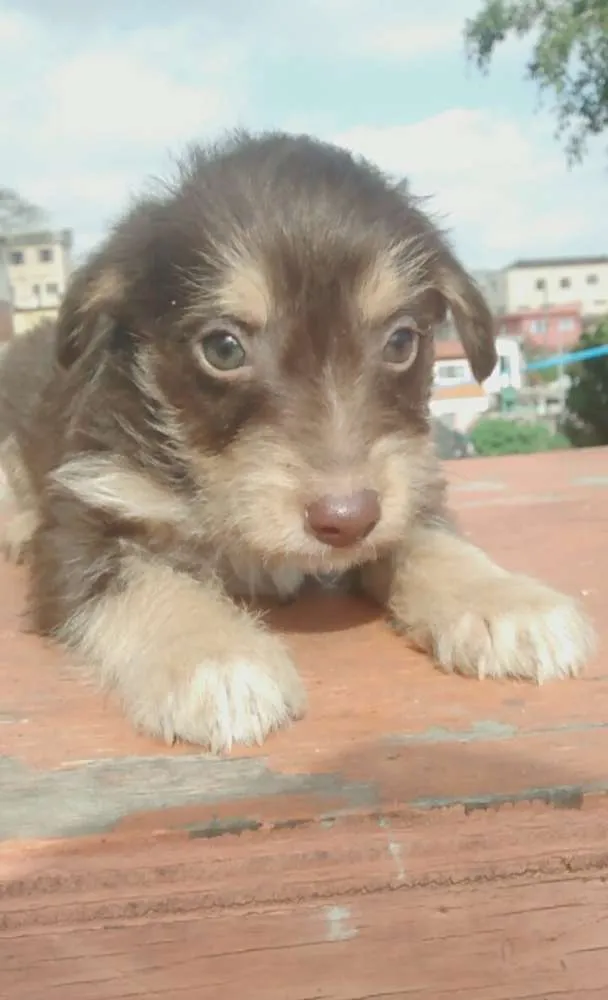 Cachorro ra a Vira lata idade 2 a 6 meses nome Lindinhos