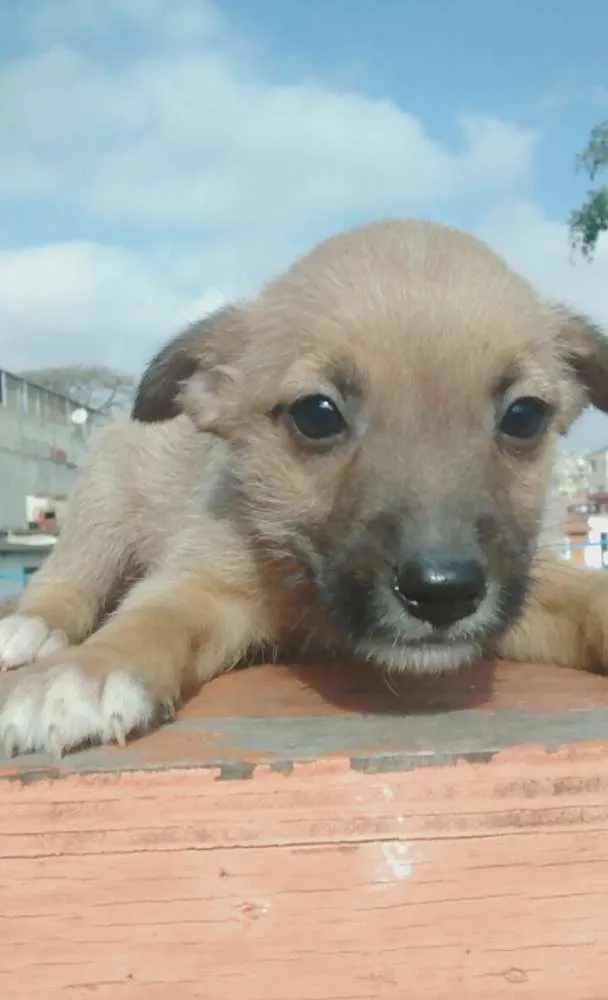 Cachorro ra a Vira lata idade 2 a 6 meses nome Lindinhos