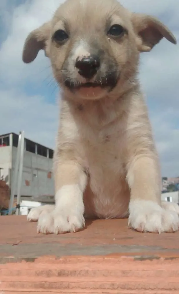 Cachorro ra a Vira lata idade 2 a 6 meses nome Lindinhos
