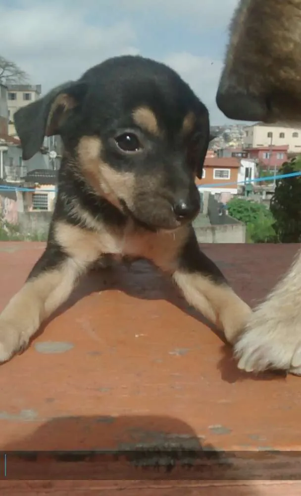 Cachorro ra a Vira lata idade 2 a 6 meses nome Lindinhos