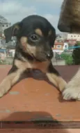 Lindinhos