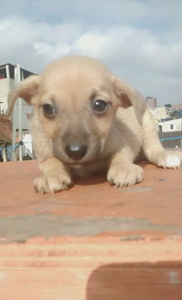 Cachorro ra a Vira lata idade 2 a 6 meses nome Lindinhos