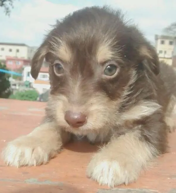 Cachorro ra a Vira lata idade 2 a 6 meses nome Lindinhos