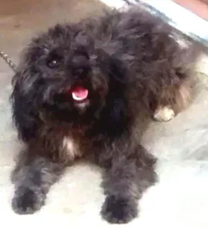 Cachorro raça Poodle  idade 7 a 11 meses nome Eva