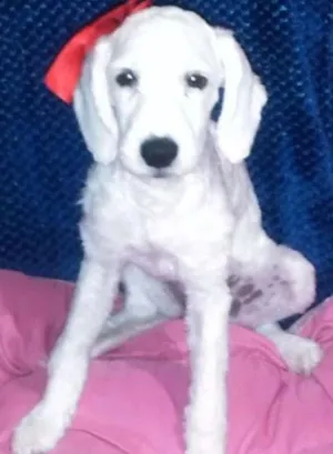 Cachorro raça Poodle idade 2 a 6 meses nome pernalonga