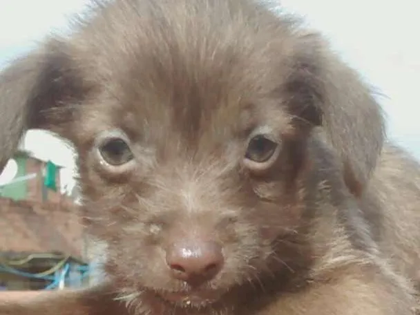 Cachorro ra a Vira lata idade 2 a 6 meses nome Lindinhos