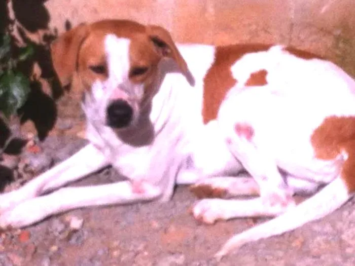 Cachorro ra a SRD idade 2 anos nome Johnny