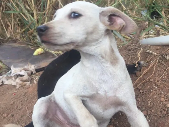 Cachorro ra a Sem raça definida idade Abaixo de 2 meses nome Sem nome 