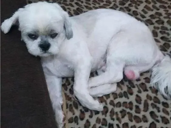 Cachorro ra a Shitzu idade 4 anos nome jack GRATIFICA
