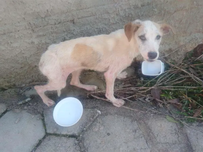 Cachorro ra a Vira lata idade 2 anos nome Manchado 