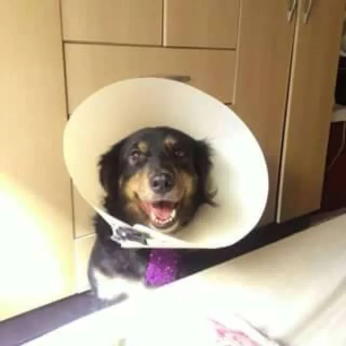 Cachorro ra a Bernese idade 2 anos nome Colie