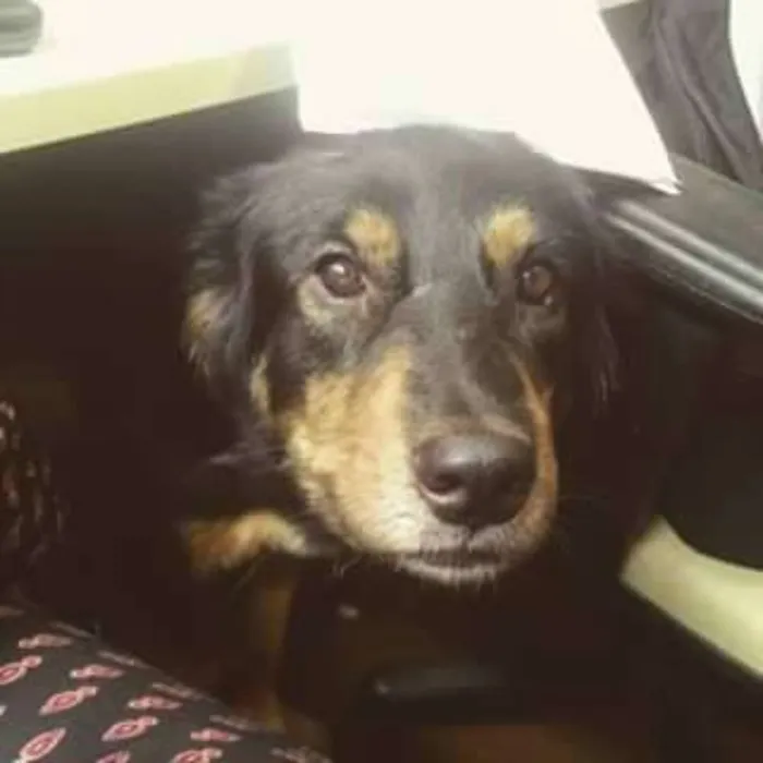 Cachorro ra a Bernese idade 2 anos nome Colie