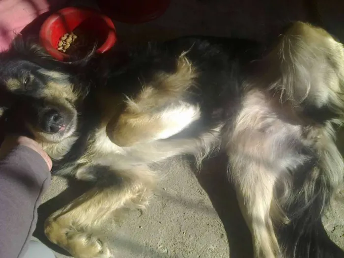 Cachorro ra a Bernese idade 2 anos nome Colie
