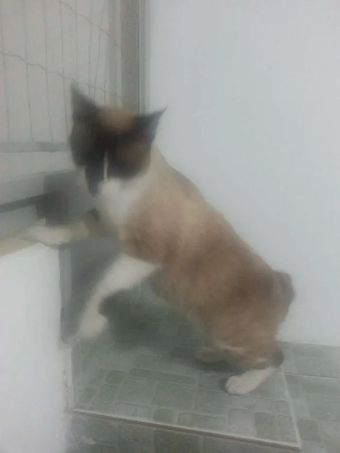 Gato ra a Siamês idade 4 anos nome Fred