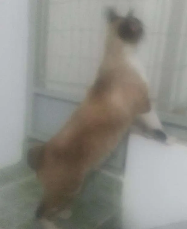 Gato ra a Siamês idade 4 anos nome Fred