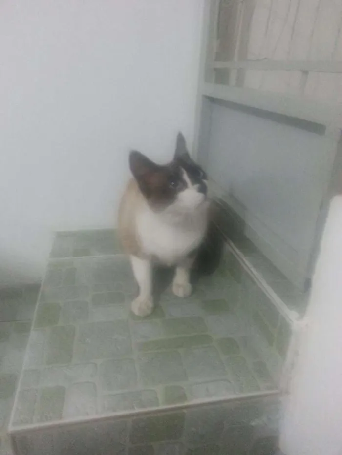 Gato ra a Siamês idade 4 anos nome Fred