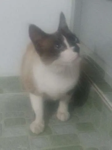 Gato ra a Siamês idade 4 anos nome Fred