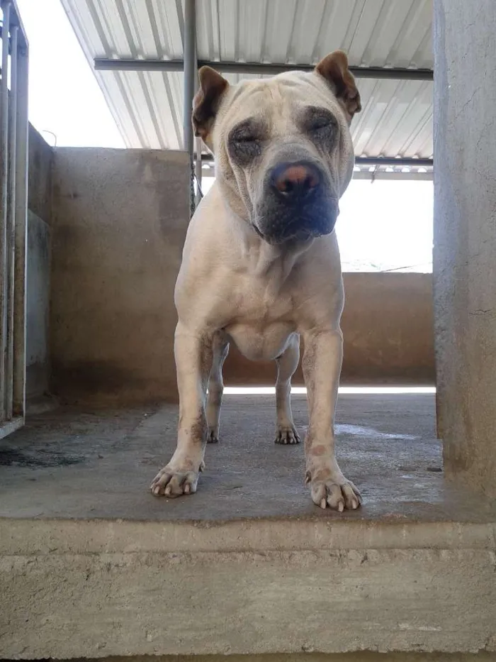 Cachorro raça Sharpei idade 2 anos nome Malloy