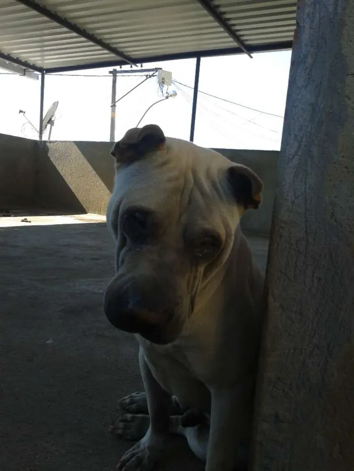 Cachorro raça Sharpei idade 2 anos nome Malloy