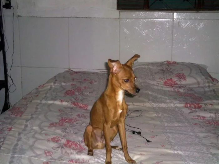 Cachorro ra a Pinscher idade 1 ano nome ody