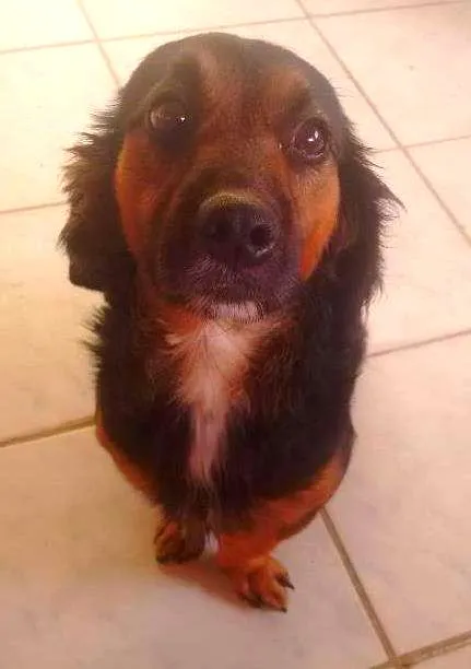 Cachorro ra a Paulistinha idade 1 ano nome Dulk