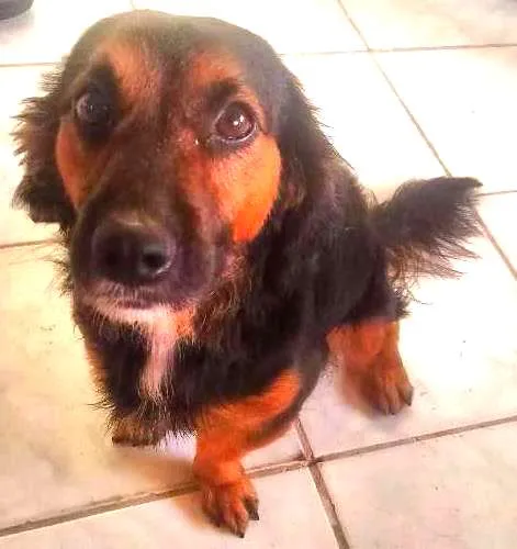 Cachorro ra a Paulistinha idade 1 ano nome Dulk