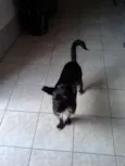 Pretinha
