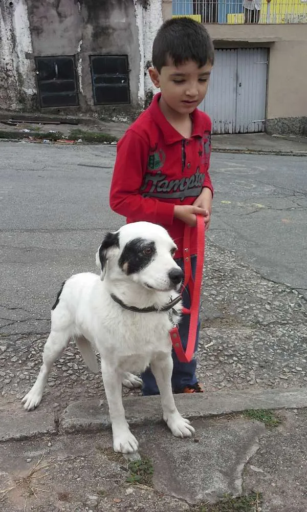 Cachorro ra a srd idade 3 anos nome branquinho