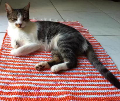 Gato raça SRD idade 3 anos nome Bibi