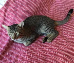Gato raça SRD idade 2 anos nome Tigrão