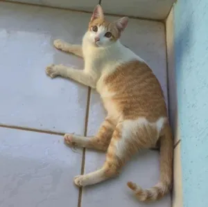 Gato raça SRD idade 7 a 11 meses nome Malala
