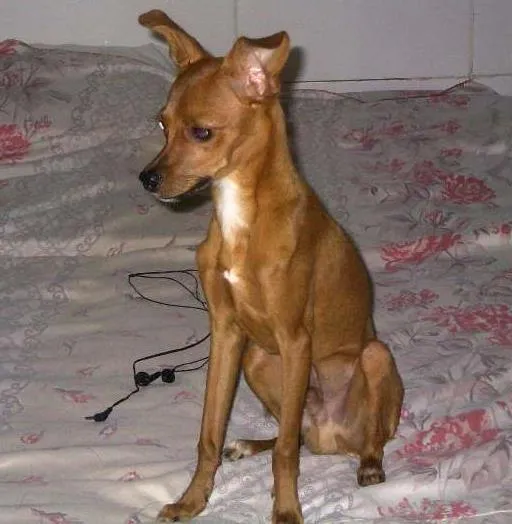 Cachorro ra a Pinscher idade 1 ano nome ody