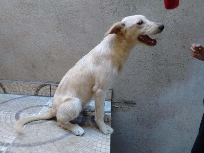 Cachorro ra a vira lata idade 7 a 11 meses nome Zeca