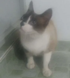 Gato raça Siamês idade 4 anos nome Fred