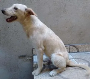 Cachorro raça vira lata idade 7 a 11 meses nome Zeca