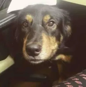 Cachorro raça Bernese idade 2 anos nome Colie