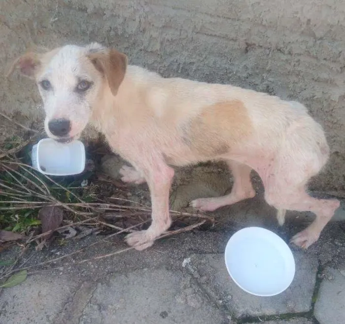 Cachorro ra a Vira lata idade 2 anos nome Manchado 