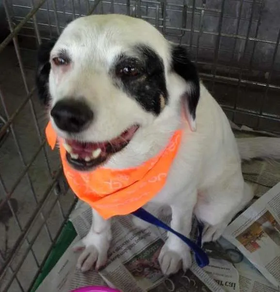 Cachorro ra a srd idade 3 anos nome branquinho