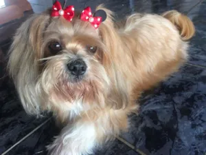 Cachorro raça Lhasa Apso idade 6 ou mais anos nome Kiara GRATIFICA