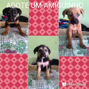 Cachorro raça Sem raça definida idade Abaixo de 2 meses nome Mel