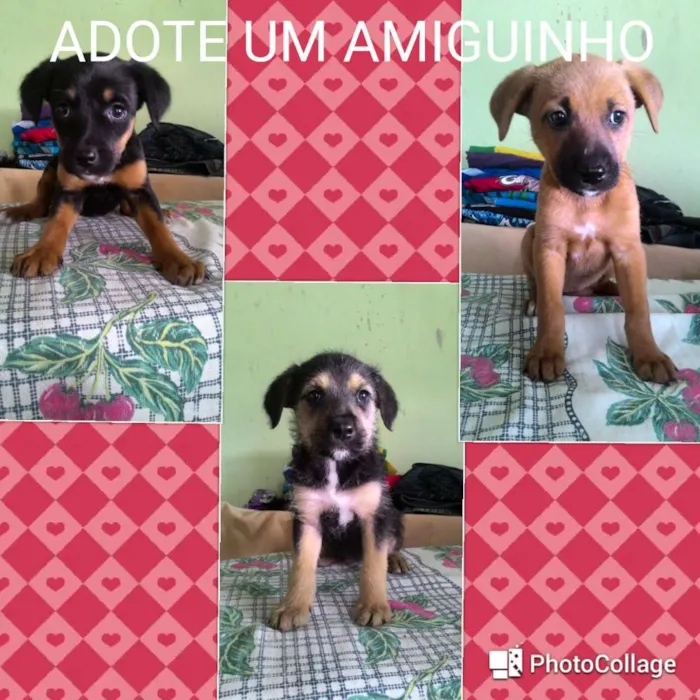 Cachorro ra a Sem raça definida idade Abaixo de 2 meses nome Mel