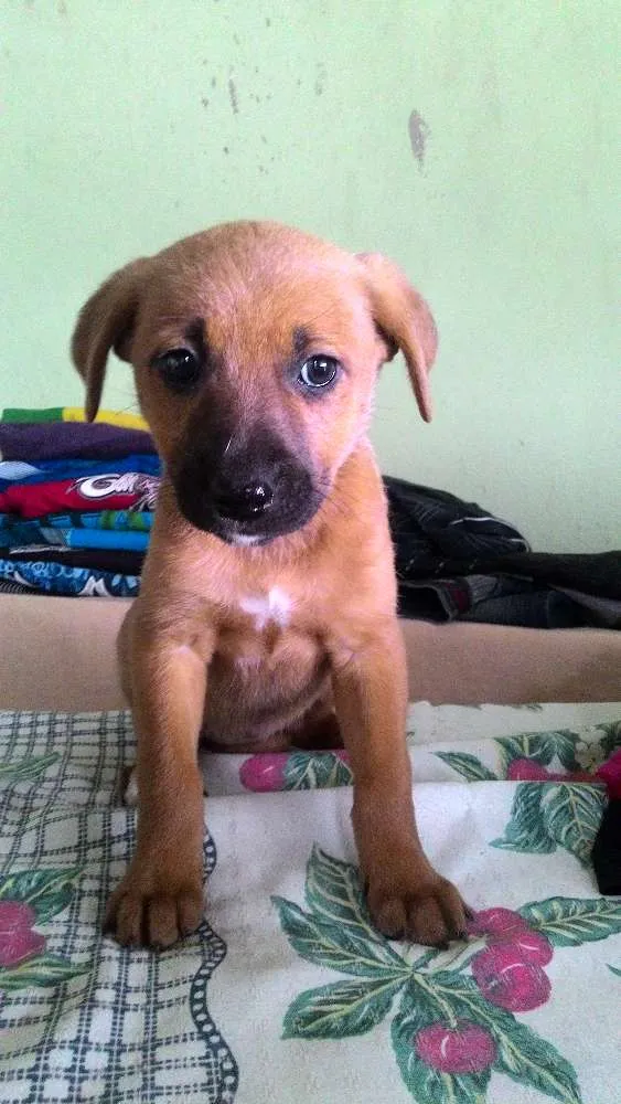 Cachorro ra a Sem raça definida idade Abaixo de 2 meses nome Mel